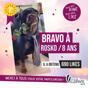 Rosko, 8 ans, vainqueur de l'animation Photo spécial "Journée mondiale des animaux" du 4 octobre 2022 sur la page Facebook Officielle de la ville de Villepinte (93)